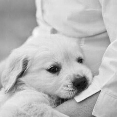 Антон Соколов, 02.01.1985, Москва