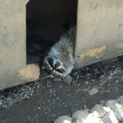 Таня Коцило, 16.07, Сосновый Бор (деревня)