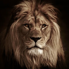 Амхад Аллероец, 30.09.1995, Грозный