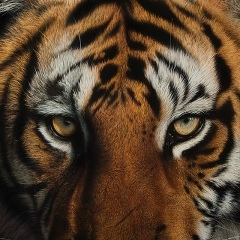 Tilektes Adilbekov, 22.06.1993, Алматы