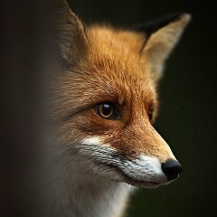 Лилит Skeli, 27.06.1991, Москва