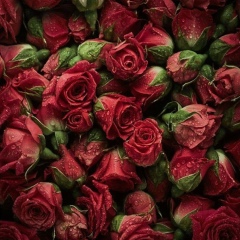 Dana Toktasynova, 17.07, Астана