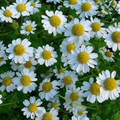 Ирина Дудина, Соликамск