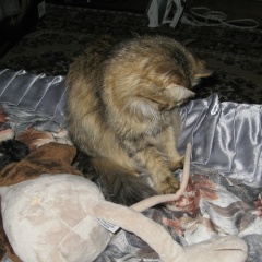 Андрей Иванович, 20.04.1978