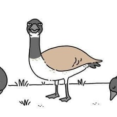 Александр Седов, Philadelphia