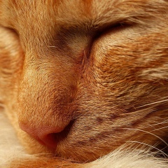 Елена Журова