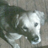 Василий Пашев, 15.11, Смоленск