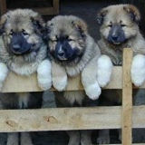 Maiko Kutsia, Поти