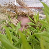 Сонечка Веремеева, 21.04.1998, Гомель