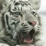 Елена Анеле, 17.12, Санкт-Петербург