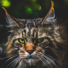 Ольга Минеева, Богородск