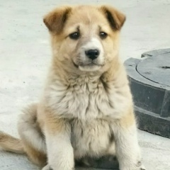 Zhan !!!, 13.12, Астана