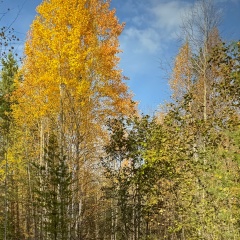 Айгуль Шустова, 26.09, Нягань
