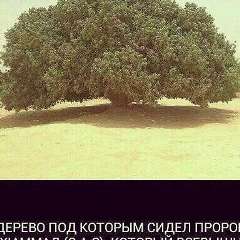 Марьям Далаева
