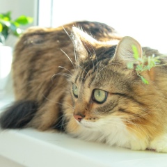 Niutka Ausiayets, 07.04, Гродно