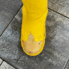 Мария Сургай, 15.06, Ipoh