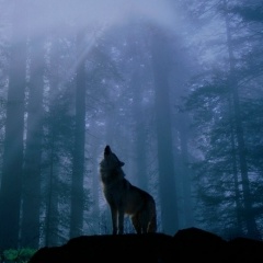 Гия Волк, 08.07.1901, Москва