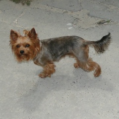 Петро Петренко, Таллин