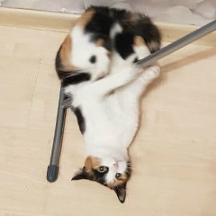 Галина Кравченко, 15.09.1993, Томск