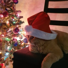 Андрей Соболев, 01.01.1980, Санкт-Петербург