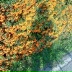Вита Воскресенская