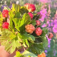 Лидия Александровна, 06.12.1978, Санкт-Петербург