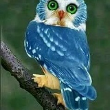 Kohlamaung Maung, 13.08.1966