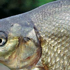 Серега Пахомов, 23.10, Санкт-Петербург