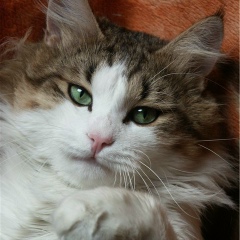 Виктор Сапешко, 12.01.1972, Москва