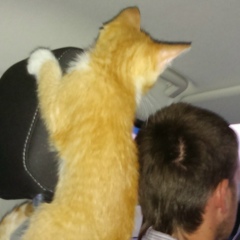 Сергей М, Санкт-Петербург