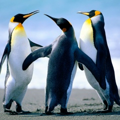 Андрей Семенов, 03.08.2008, Воронеж