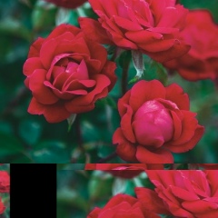 Мээрим Асанбаева, 04.09