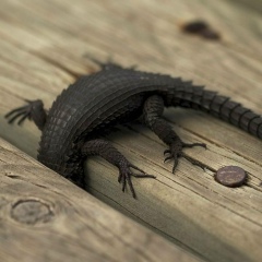 Сергей Белов, 09.04, Denver