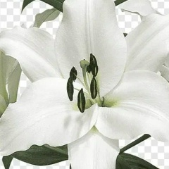 Лилия Семенова, 26.04, Ишимбай