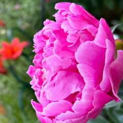 Лариса К, Лангепас