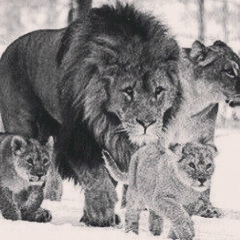 Арсен Исаев, 24.09.1988, Грозный