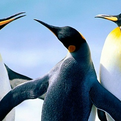 Rafo Petrosyan, 29.08.1992, Ереван