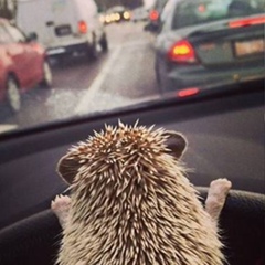 Дарья Зинченко, 18.04.1995, Мариуполь