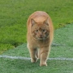 Руслан Гаджиев, 03.01.1987, Каспийск