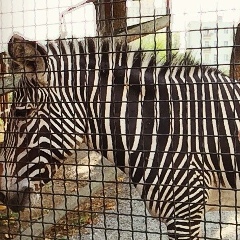 Evsey Denisov, 11.10.1990, Москва
