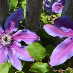 Анна Майерхофер, 14.09