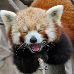 Константин Хромов, Одесса