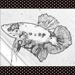 Somchat Boonplook, 16.05.1986