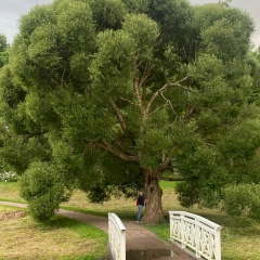 Катерина Катерина, Санкт-Петербург