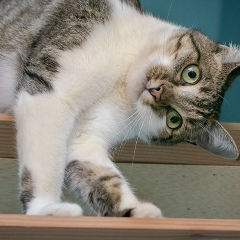 Фанис Ахметдинов