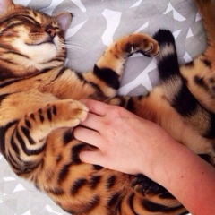 Раушан Аширимбетова, Воронеж