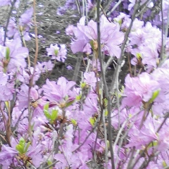 Алла Александрова, 12.03, Киев