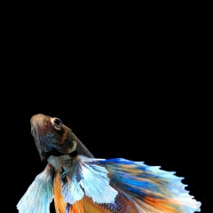 Roman Morton, 12.04.1985, Алматы