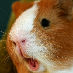 Ангелина Разумова, Заславль