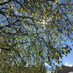 Анна Серебрянная, Санкт-Петербург